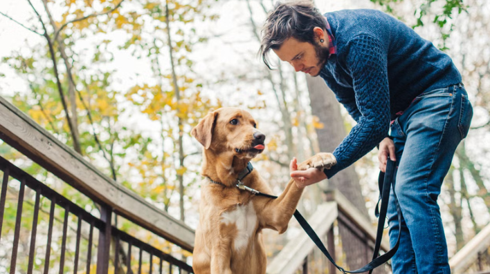 aplicaciones para enseñar comandos avanzados a perros