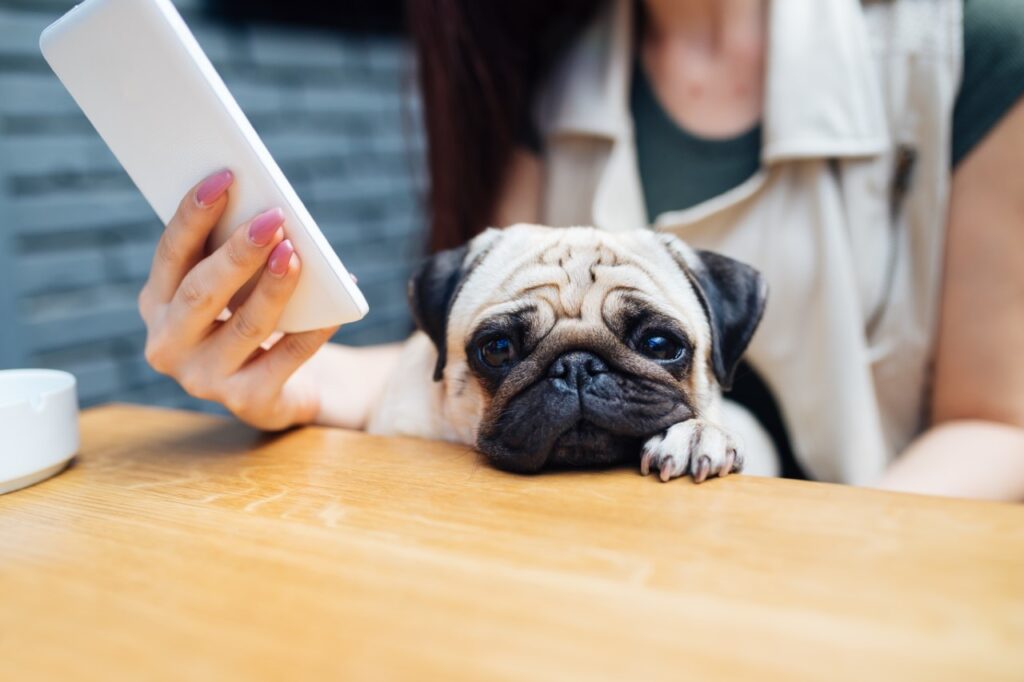 las mejores aplicaciones para aprender a socializar mascotas