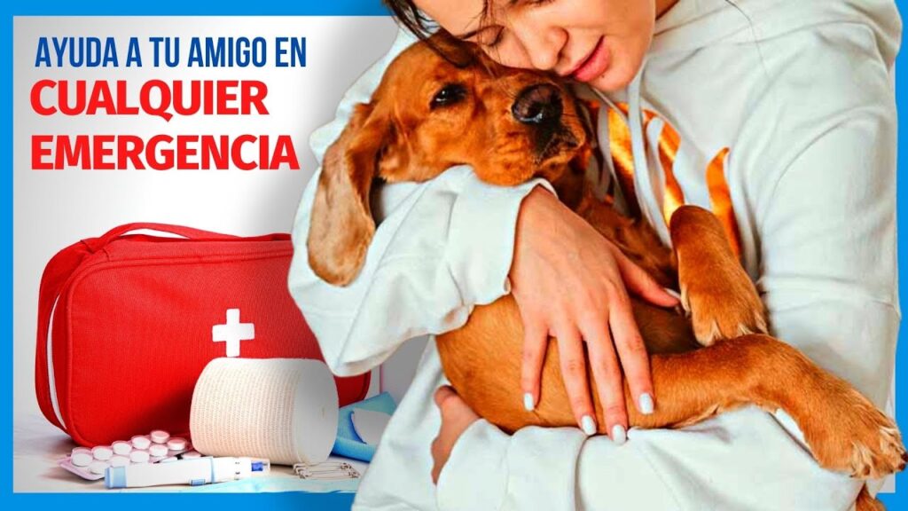 las mejores aplicaciones para aprender primeros auxilios para mascotas