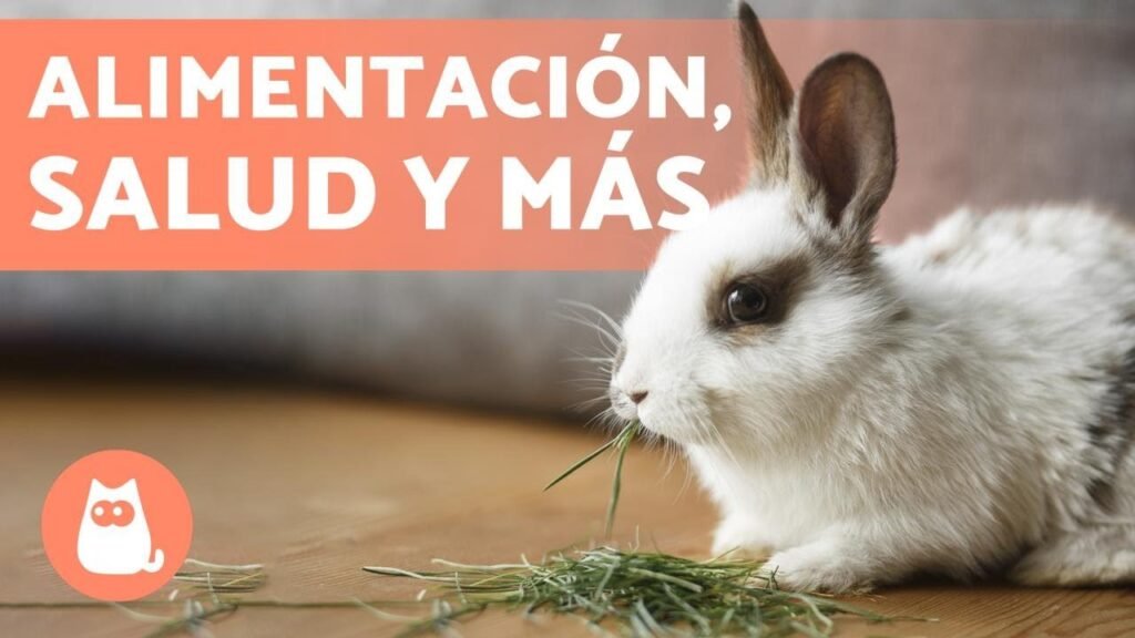 las mejores aplicaciones para cuidar conejos domesticos