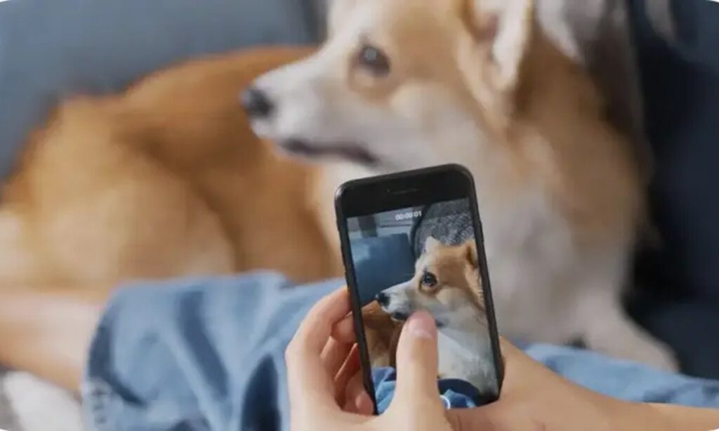 las mejores aplicaciones para detectar problemas de piel en mascotas