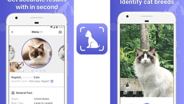 las mejores aplicaciones para identificar razas de gatos
