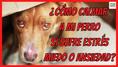 las mejores aplicaciones para perros con ansiedad